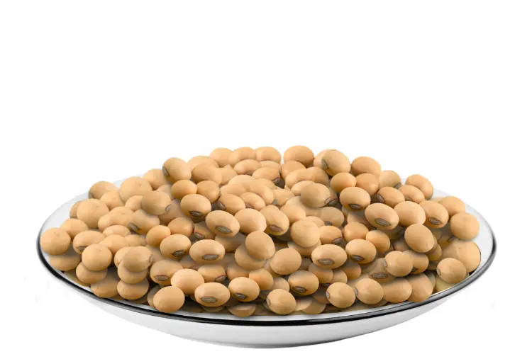 Soybean Seeds